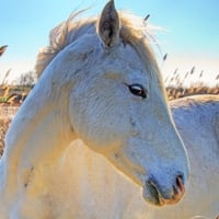 white horse