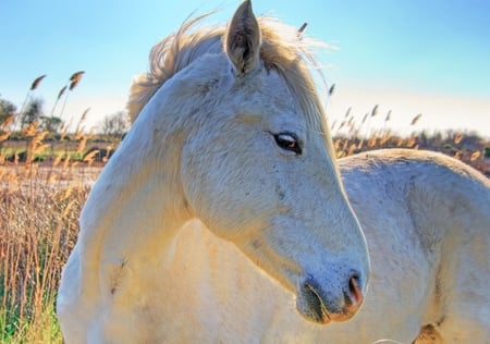 white horse - i love horses, horse, horses