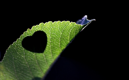 Cut-Out Heart Leaf - fantasy, heart, leaf, cut-out, shapes, 3d, nature, abstract