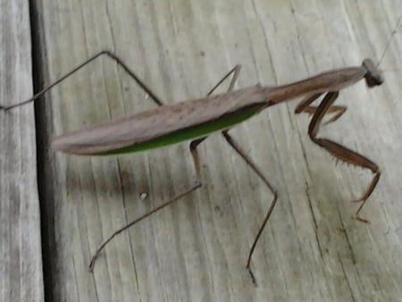 Praying mantas - wood, big, scary, bug