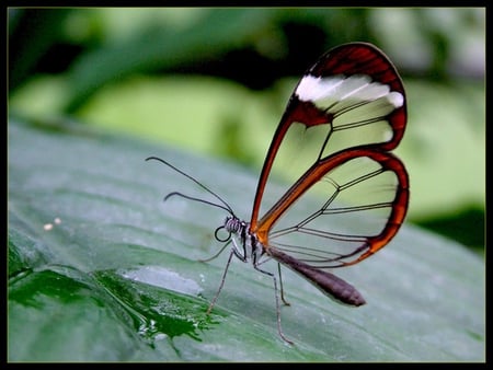 Glasswing Butterfly - nature, butterfly, macro, photography