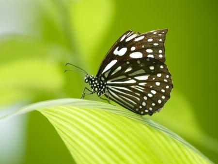 Beautiful Butterfly - butterfly, black and white, leaf, photography