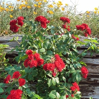 Roses and Wildflowers on Log