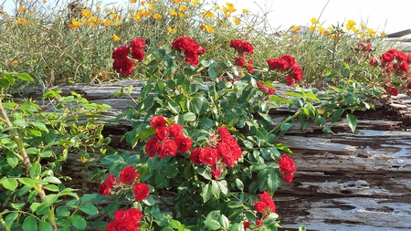 Roses and Wildflowers on Log - roses, beach, log, grass, wild flowers