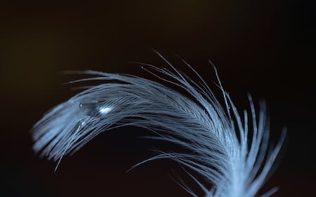 White Feather II - fluffy, abstract, drop, white, dew, soft, photography, feather