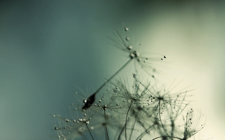 Dandelion Bubbles - bubbles, photography, dandelion, abstract