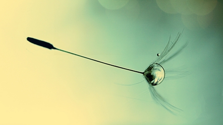 Dandelion Seed - abstract, dandelion, photography, seed, drop, dew