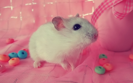 Party Animal - candy, hamster, pink, photography, party