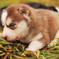 Red Husky Pup