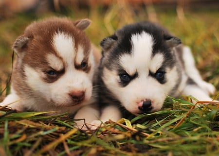 The Same but Different - siberian husky, black, white, red, grass, puppies