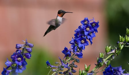 Ruby throated Hummingbird - bird, flower, delphinium, hummingbird