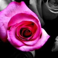 Black and Pink Rose