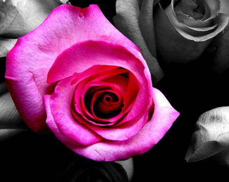 Black and Pink Rose