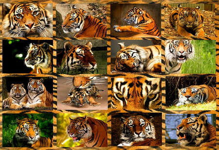 Feline collage - wildlife, collage, animal, feline, tiger