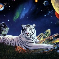 White tiger