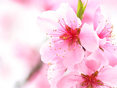 Pink flowers - flower, pink, nature, petal