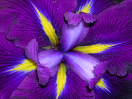 Purple flowers - flower, purple, nature, petal