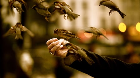 Feeding Time - hands, flying, feeding, food, time, sparrows