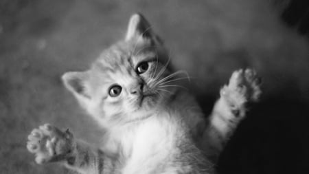 Hug me... - paws, whiskers, koshak, black and white, hugs