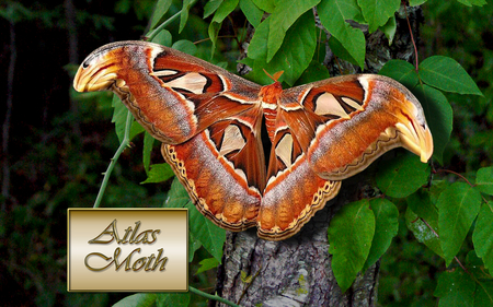 Atlas moth on leaves - lepidopteria, moth, butterfly, insect, atlas, bug, leaves