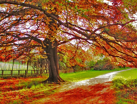 Stunning Autumn Colors - autumn, fence, walk, red colors, tree, stunning, road