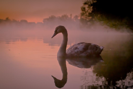 Sunrise Cygnet - lake, peaceful, sunrise, cygnet