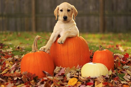 autumn pup - fall, animal, nature, autumn, photography, dog, puppy, leaves