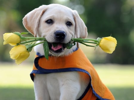 waiting for you - nature, puppy, photography, dog, animal, flowers