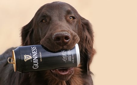 Chocolate Coloured Dog - chocolate, dog, guiness, can