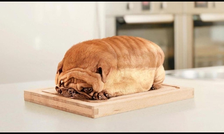 loafin around - pug, animal, humor, funny, cute, dog