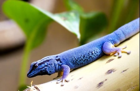 blue and shining - crawl, cool, animals, blue, lizard, reptiles