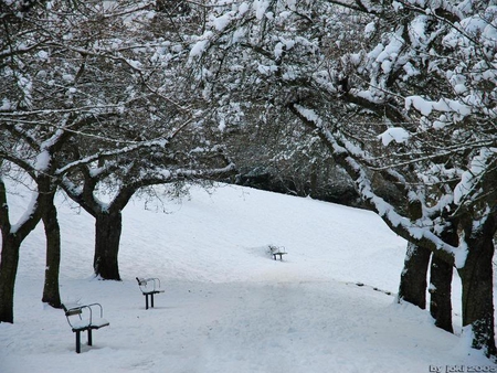 Stroll Through the Park - snow, benches, cold, trees