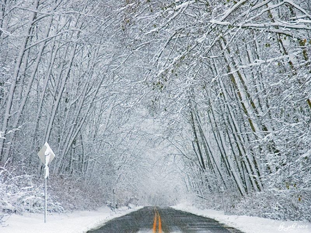 Road To Grandma's House - trees, road, snow, cold