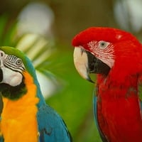 MACAWS