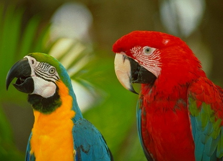 MACAWS - blue, parrots, colourful, red