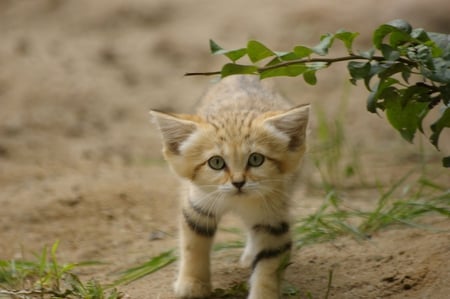 Sand Kitty - cat, cats, kitty, animals, animal, desert, sand