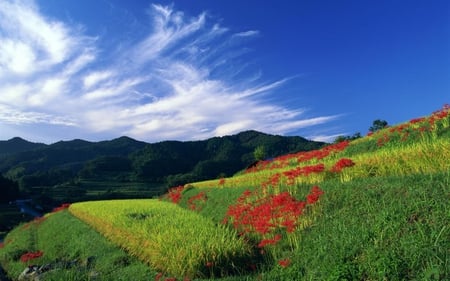 Blue-sky-white-clouds-and-flowers - nature, sky, red, clouds, green, flowers, grass