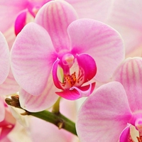 Delicate-orchids