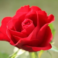 red-rose