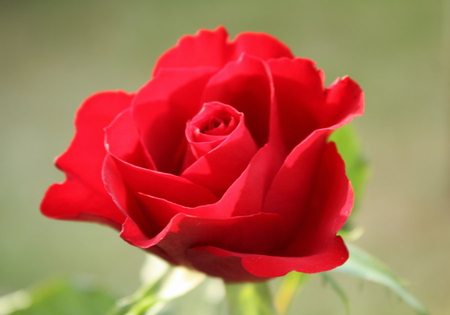 red-rose - nature, single, rose, red