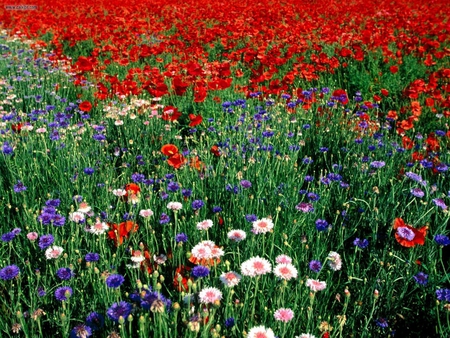 The_Grass_Is_Greener_on_the_Other_Side_Wild_Cornflower_or_Bachelors_Buttons_Tennessee - nature, colors, flowers, grass