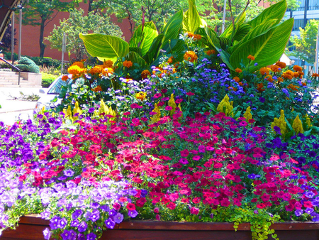 the-colors-of-summer - flowers, colors, nature, summer