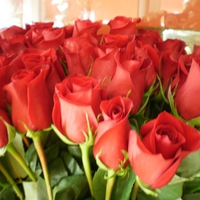 roses for rose lovers