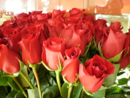 roses for rose lovers - nature, roses, red, bouquet, flowers