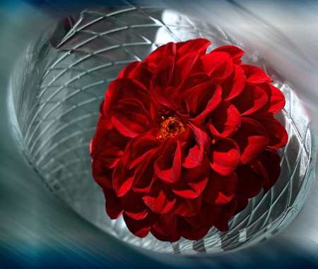 dahlia - flowers, dahlia, red, vase