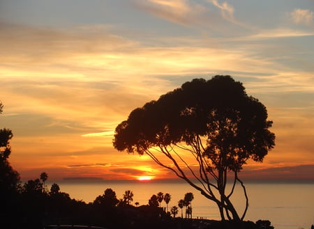 Tropical Sunset - ocean, sky, clouds, palms, tree, sunset