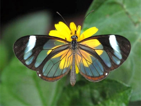 Transparent Butterfly - beautiful, transparent, butterfly, picture