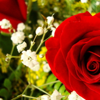 Lovely red rose for my lovely friend Tatjana (tamara012)