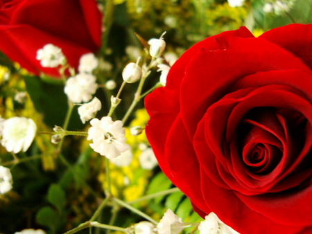 Lovely red rose for my lovely friend Tatjana (tamara012) - red rose, nature, beautiful, photography, rose, flower