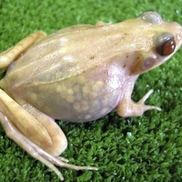 Transparent Frog